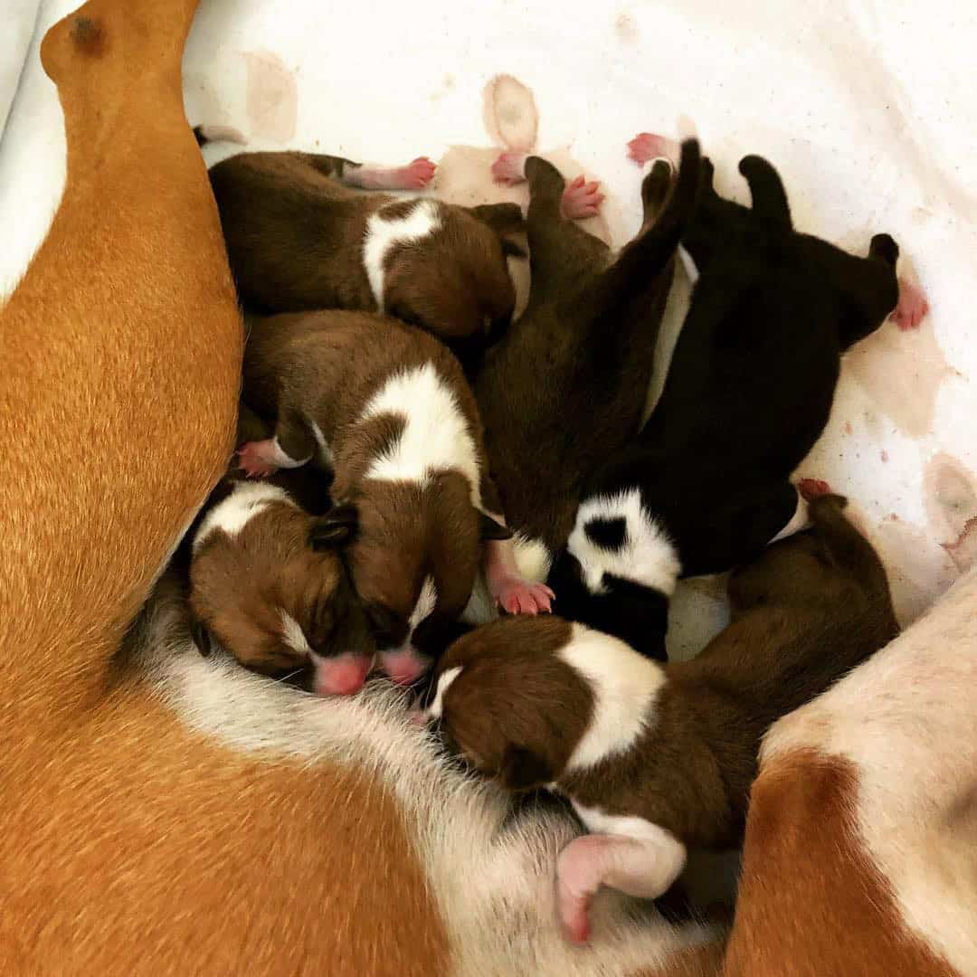 Bellator Basenjis